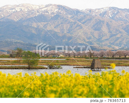 早春の福島潟、桜と菜の花 早春の福島潟、桜と菜の花 76365713