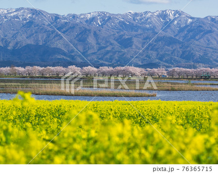 早春の福島潟、桜と菜の花 早春の福島潟、桜と菜の花 76365715