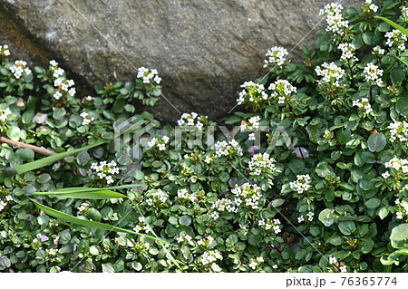 クレソンの白い花の写真素材