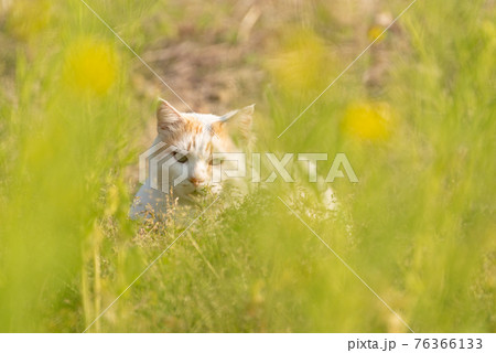 菜の花と猫 菜の花と猫 76366133
