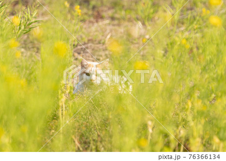 菜の花と猫 菜の花と猫 76366134