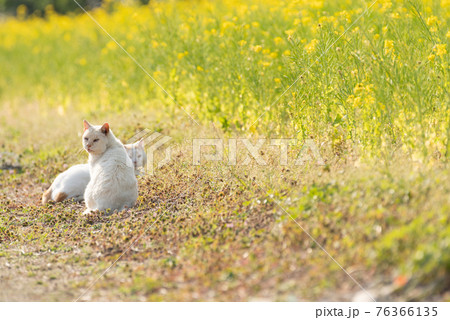 菜の花と猫 菜の花と猫 76366135