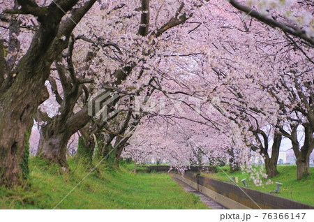 阿賀野市新江用水路沿いの桜 阿賀野市新江用水路沿いの桜 76366147