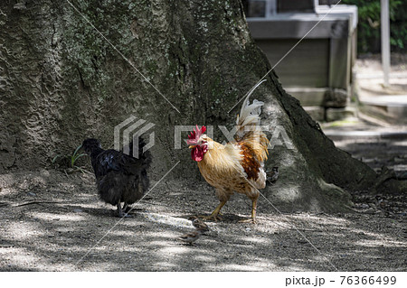 穂高神社(安曇野市)若宮西の欅と鶏 穂高神社(安曇野市)若宮西の欅と鶏 76366499