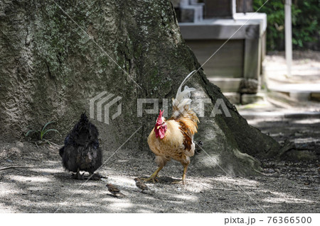 穂高神社(安曇野市)若宮西の欅と鶏 穂高神社(安曇野市)若宮西の欅と鶏 76366500
