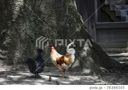 穂高神社(安曇野市)若宮西の欅と鶏 穂高神社(安曇野市)若宮西の欅と鶏 76366505