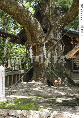 穂高神社(安曇野市)若宮西の欅と鶏 穂高神社(安曇野市)若宮西の欅と鶏 76366506