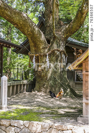 穂高神社（安曇野市）若宮西の欅と鶏 76366507