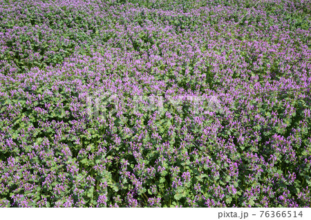 ホトケノザ ホトケノザ 76366514