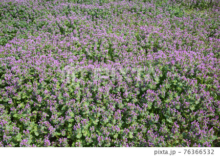 ホトケノザ 76366532