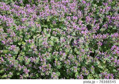 ホトケノザ 76366545