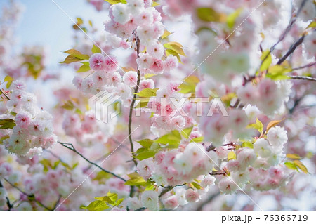 太陽にきらめく八重桜 太陽にきらめく八重桜 76366719