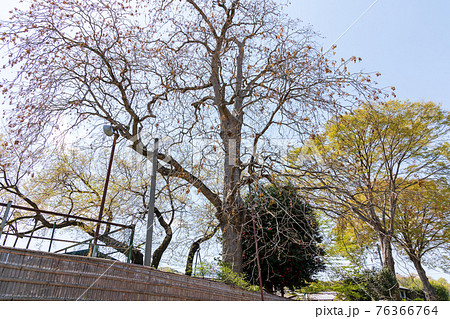 むくろじゅの木 76366764