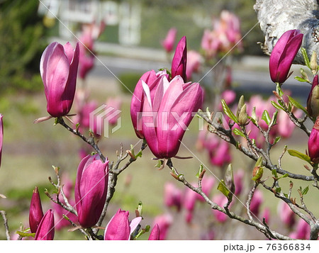 シモクレンの花の写真素材