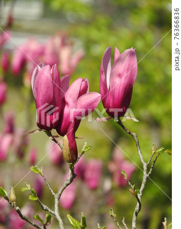 シモクレンの花 シモクレンの花 76366836