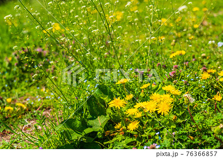 春の野の花　タンポポの咲く風景 76366857
