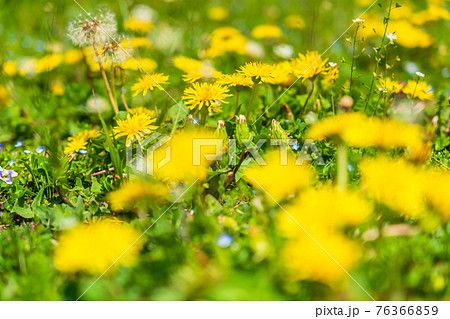 春の野の花　タンポポの咲く風景 76366859