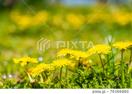 春の野の花　タンポポの咲く風景 76366860