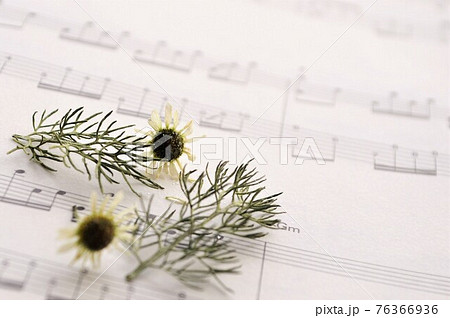 カモミールのドライフラワーの写真素材