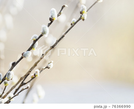 Flowering willow at early spring. Happy Easter Flowering willow at early spring. Happy Easter 76366990