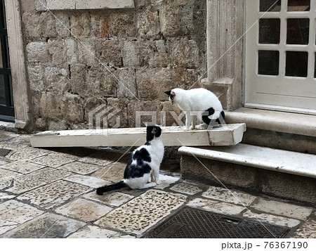見つめ合う猫｜クロアチアのドゥブロヴニクの裏通り 76367190