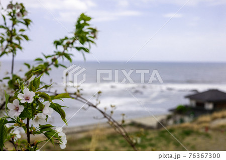 茨城県日立市 相賀町の桜と太平洋 茨城県日立市 相賀町の桜と太平洋 76367300