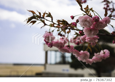 茨城県日立市 会瀬青少年の家の桜 茨城県日立市 会瀬青少年の家の桜 76367302