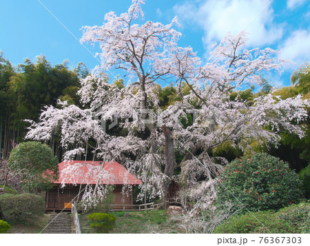 一本桜 - 雪村庵の雪村桜 （2021年） 76367303