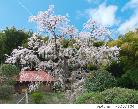 一本桜 - 雪村庵の雪村桜 (2021年) 一本桜 - 雪村庵の雪村桜 (2021年) 76367304