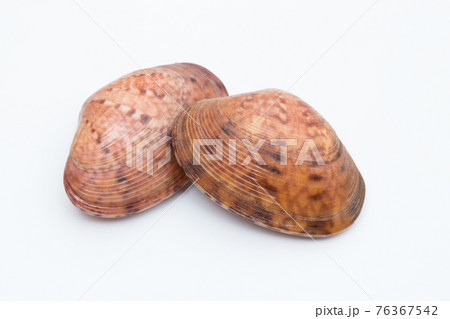 スダレガイ すだれ貝 簾貝  スダレガイ すだれ貝 簾貝  76367542