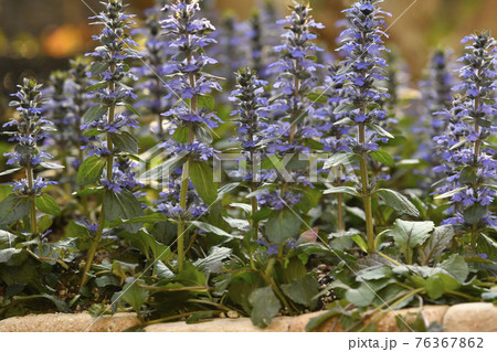 満開のアジュガレプタンス 76367862