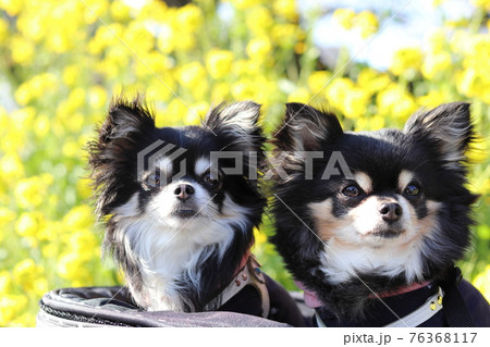 犬用カートに乗る2匹のチワワと菜の花畑 多頭飼い 犬 犬用カートに乗る2匹のチワワと菜の花畑 多頭飼い 犬 76368117