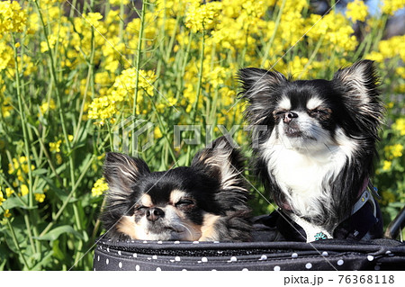 犬用カートに乗る仲良しチワワ 多頭飼い 犬の写真素材