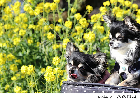 さあ お散歩だ 犬用カートに乗る仲良しチワワ 多頭飼い 犬の写真素材