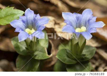 フデリンドウ 76368189