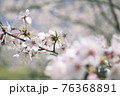 桜 76368891