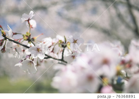 桜 桜 76368891