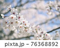 桜 76368892