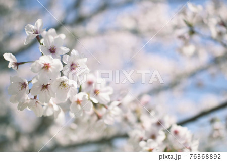 桜 桜 76368892