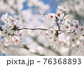 桜 76368893