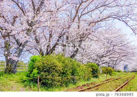 浦ノ崎駅からみた桜並木 佐賀県伊万里市の写真素材