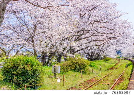 浦ノ崎駅からみた桜並木　佐賀県伊万里市 76368997