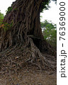 Ruins of   goal kampong tom Wat Temple with root of trees in forest  Cambodia. 76369000