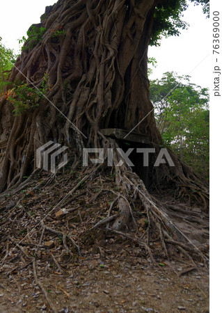Ruins of goal kampong tom Wat Temple with root of trees in forest Cambodia. Ruins of goal kampong tom Wat Temple with root of trees in forest Cambodia. 76369000