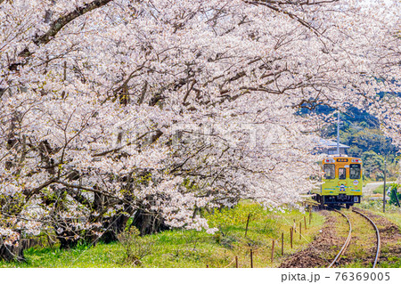桜と列車 浦ノ崎駅 佐賀県伊万里市の写真素材 桜と列車 浦ノ崎駅 佐賀県伊万里市の写真素材