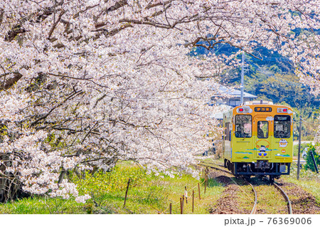 桜と列車 浦ノ崎駅 佐賀県伊万里市の写真素材