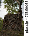 Ruins of   goal kampong tom Wat Temple with root of trees in forest  Cambodia. 76369068