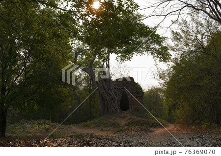 Ruins of   goal kampong tom Wat Temple with root of trees in forest  Cambodia. 76369070