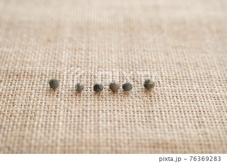 並んだオクラの種 並んだオクラの種 76369283