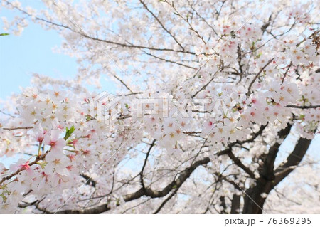 青空に咲く桜 76369295